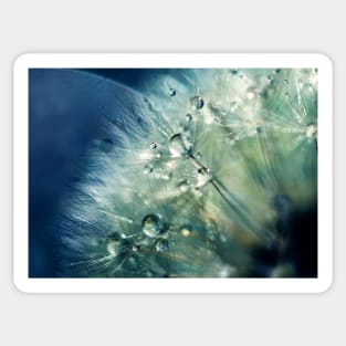 Dandelion Drama Sticker